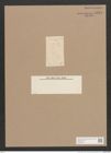 Diatomeae indet. (de-Toni-Nr.: Genus 574) Zeichnungen Sammlung Grunow Nr. 1453 (NHMW-BOT-W0368449)